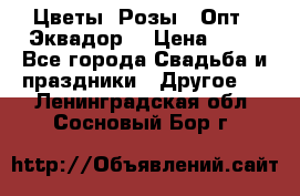 Цветы. Розы.  Опт.  Эквадор. › Цена ­ 50 - Все города Свадьба и праздники » Другое   . Ленинградская обл.,Сосновый Бор г.